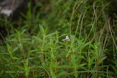 Impatiens brevicornis